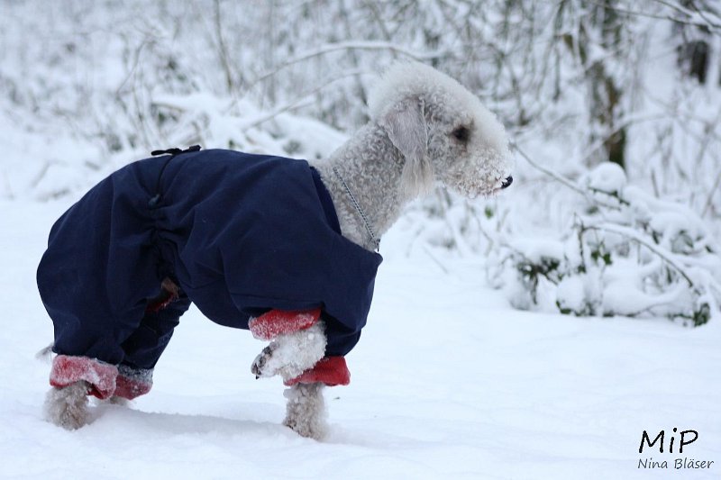 2010-12-19 Airis Blue Volshebny Svet (3).jpg